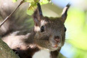 Eichhörnchen - *fotowissen Bild der Woche - Foto: Frank Leuschke