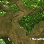 Fotoergebnisse Fotoexkursion Botanischer Garten Krefeld