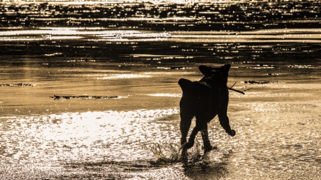 Strandspiele Eines Labradors