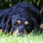 Buchrezension: Regine Heuser: „mein Hund – So Fotografieren Sie Ihren Liebling Mal Ganz Anders“