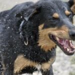 Buchrezension: Regine Heuser: „mein Hund – So Fotografieren Sie Ihren Liebling Mal Ganz Anders“
