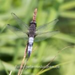 Libelle - Tierfoto Canon 7D