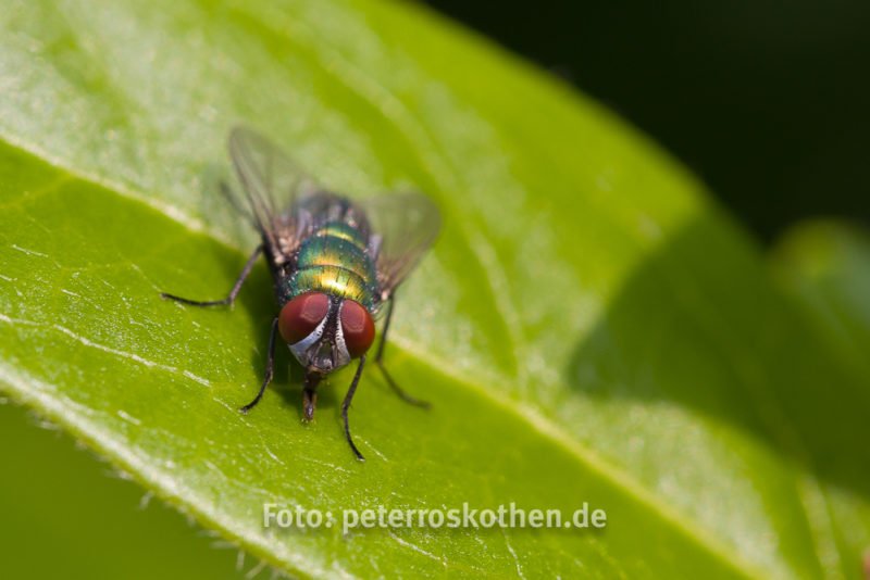 Insekt - Tierfoto Canon 7D 