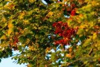 Herbstimpressionen - *fotowissen