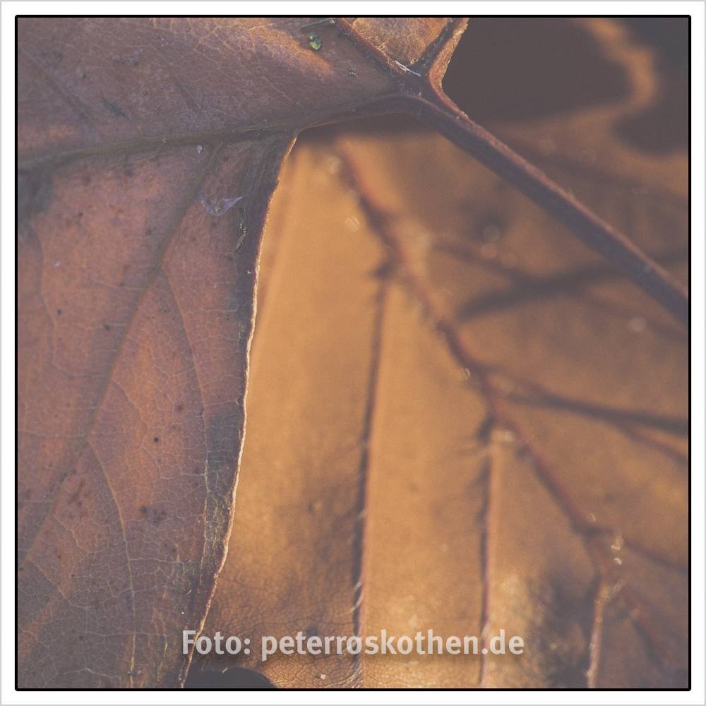 Entspannt im Herbst fotografieren - 10 Ideen für Herbstfotos