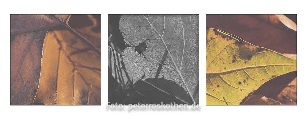 Herbstfoto-Collage - Herbstfotos ganz einfach fotografieren