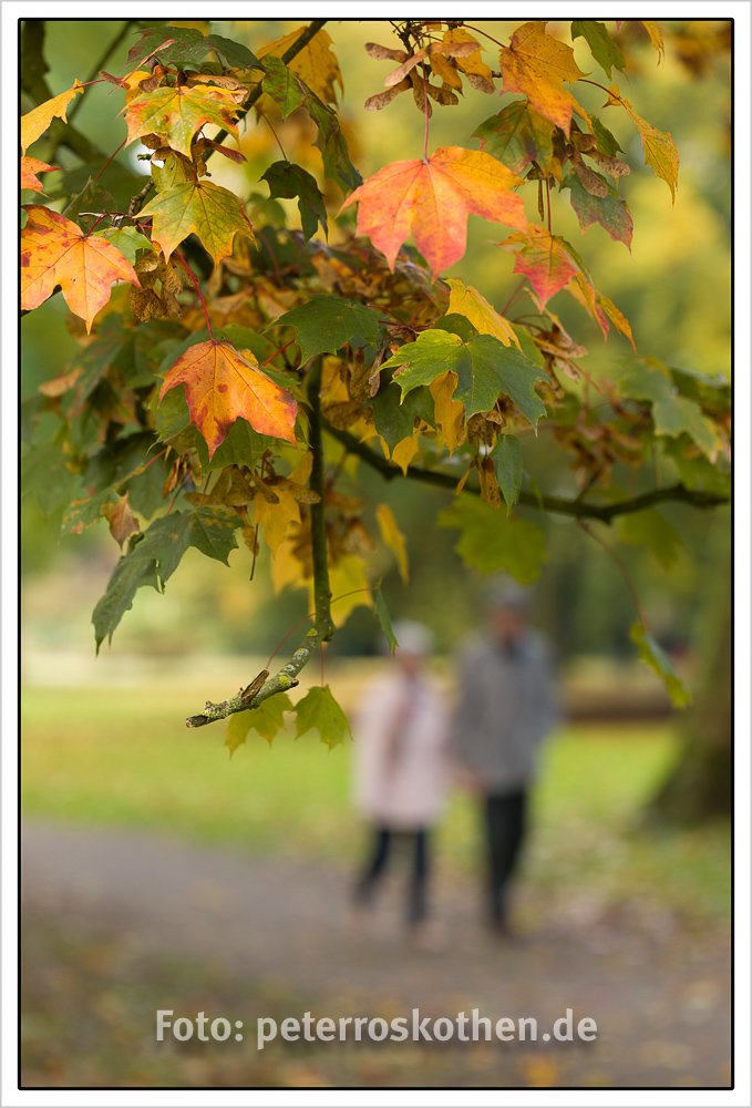 Herbst fotografieren - 10 Ideen für Herbstfotos
