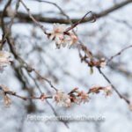 Fujifilm Testfoto - Blüten im Winter