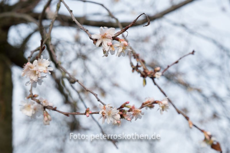 Fujifilm Testfoto - Blüten im Winter