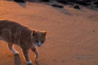 Die Katze am Strand oder wie man Fotografen erfolgreich ablenken kann