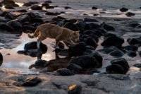 Die Katze am Strand oder wie man Fotografen erfolgreich ablenken kann