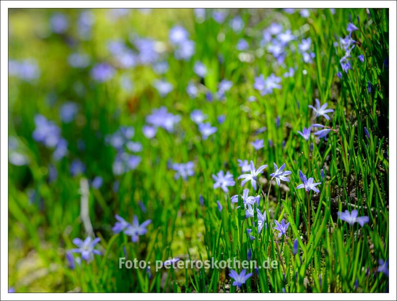 Frühlingsfotos mit einem Tilt-Objektiv