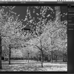 Luminar ist eine Photoshop Alternative und wandelt auch in Schwarzweisse Fotos