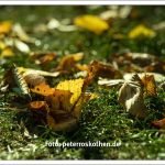 Bessere Herbstbilder selber machen - Fotos zum Video