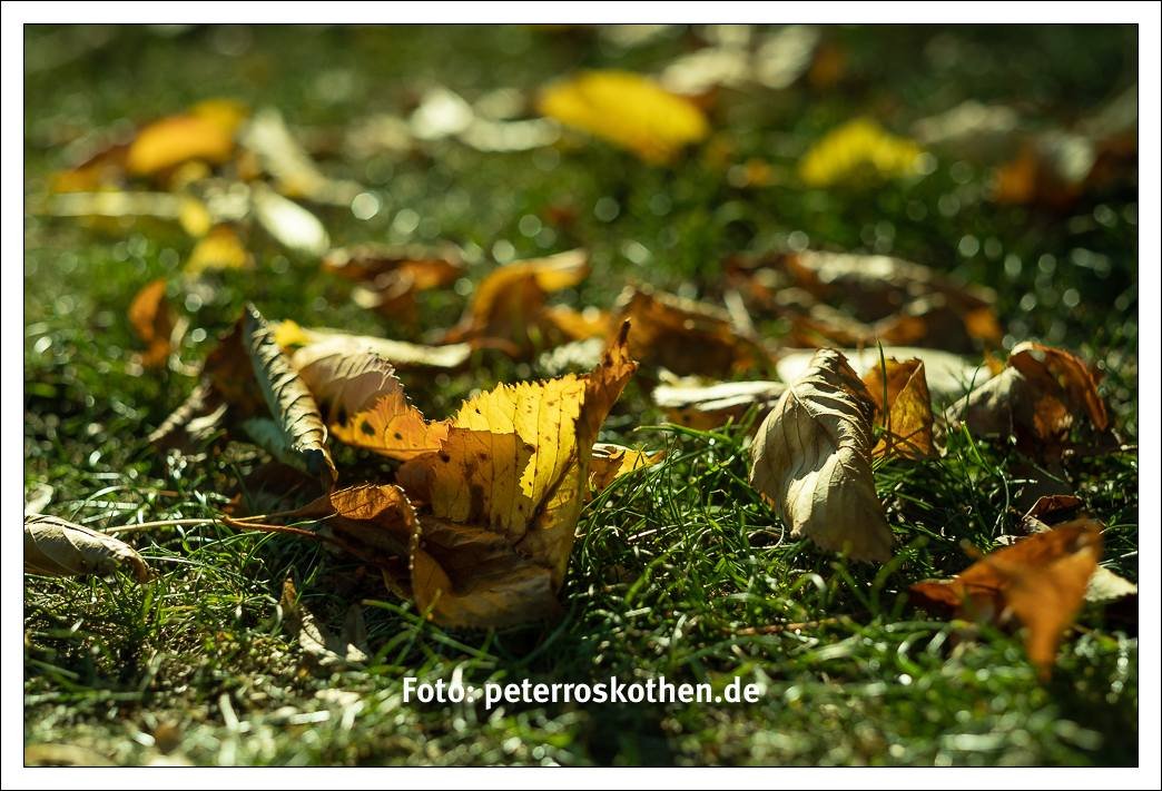 Bessere Herbstbilder selber machen - Fotos zum Video