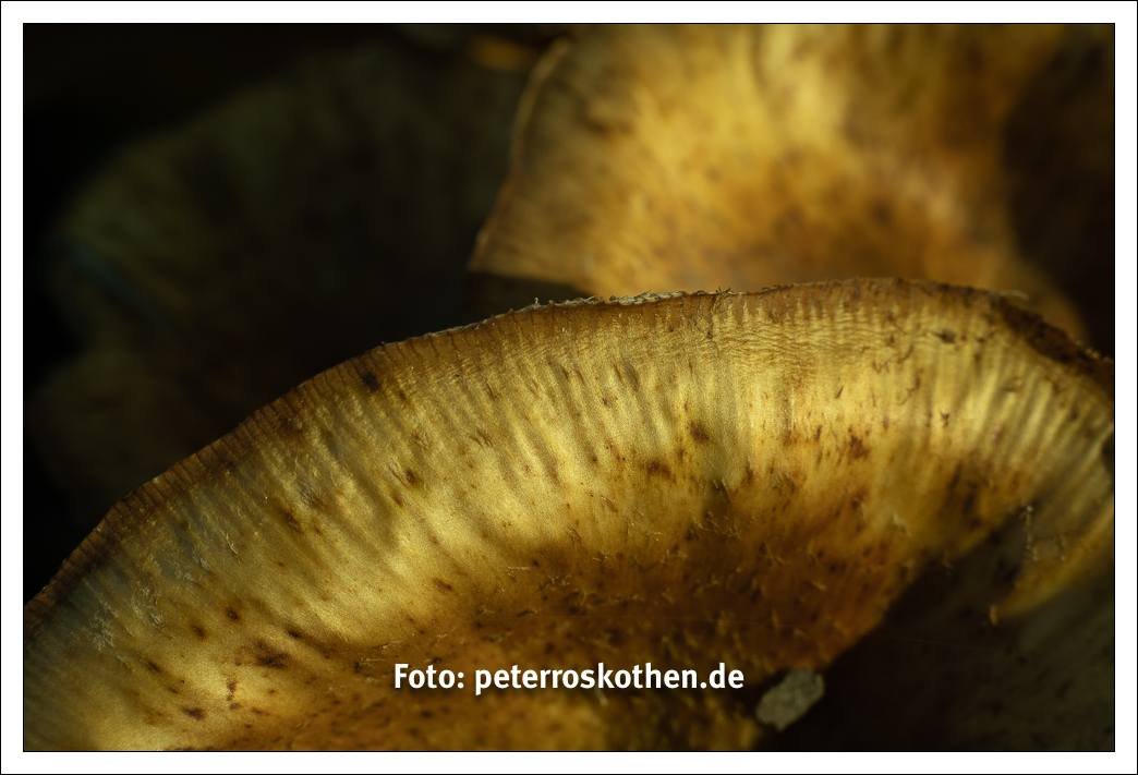 Pilze Makrofoto Herbstbild