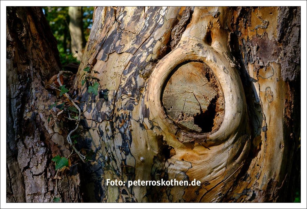 Baum Struktur und Maserung - Herbstbild