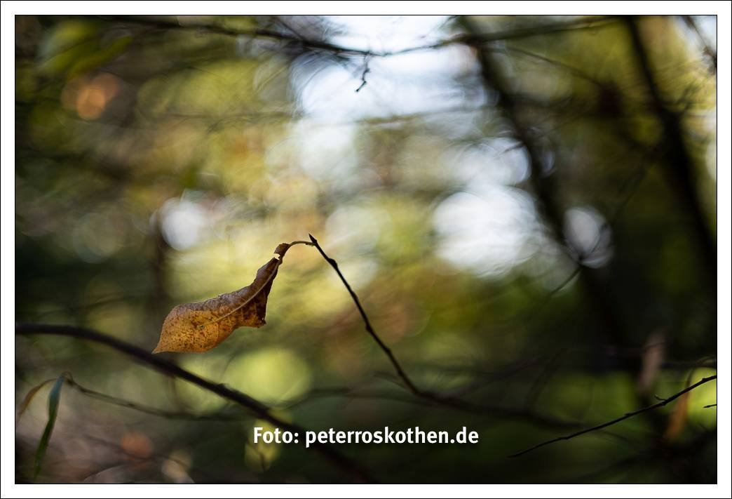 Herbst fotografieren - 10 Ideen für Herbstfotos - *fotowissen