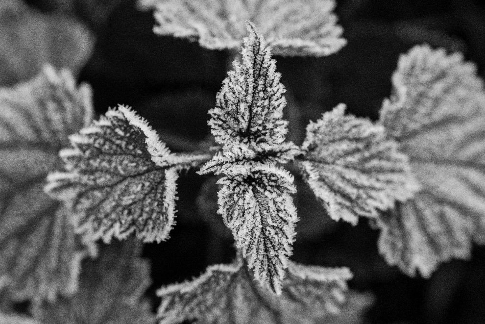 Ein frostiger fotografischer Spaziergang - *fotowissen