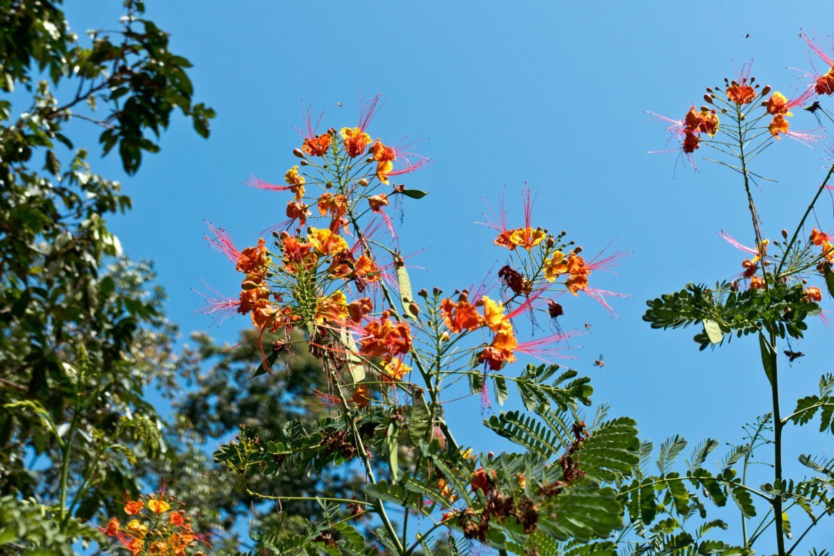 Pflanzen der Karibik und Mittelamerikas - *fotowissen