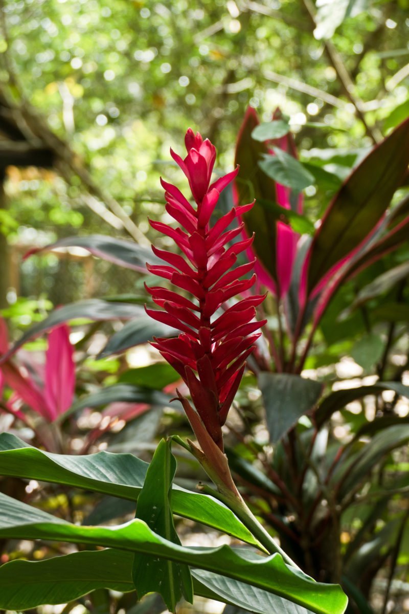 Pflanzen der Karibik und Mittelamerikas - *fotowissen
