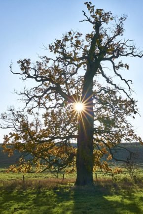 Baum mit Herbstlaub mit Sonnenstern