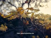 Mein bestes Foto 2019 - Herbstlaub im Gegenlicht
