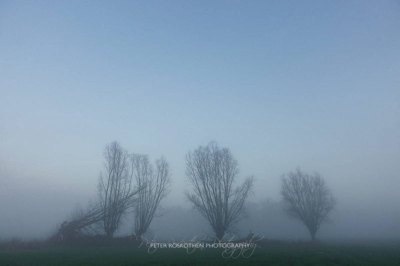 5 Freunde - Die Bäume im Nebel