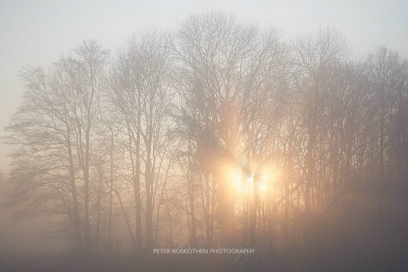 Die Sonne lugt früh morgens durch den Nebel und durch die Bäume