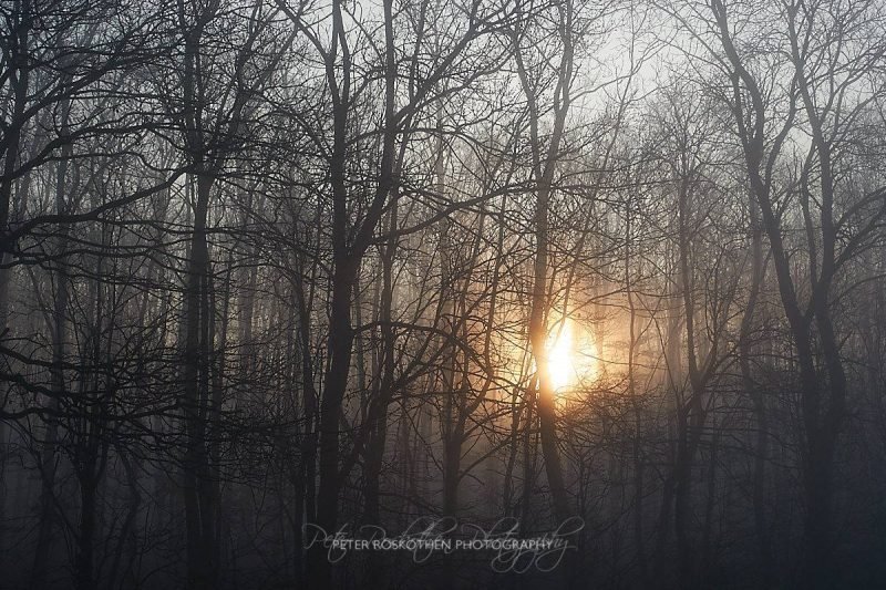 Gespenstige Birken im Nebel bei Sonnenaufgang