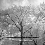 Infrarotbild mit Fujifilm X-T20 nach Kameraumbau Infrarot 700nm