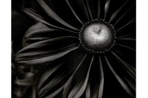 Black Flower - Foto Dirk Just