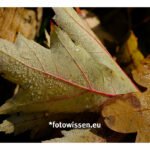 Fotostrecken / fotografische Serien - Nasses Herbstlaub