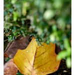 Fotostrecken / fotografische Serien – Nasses Herbstlaub