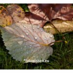 Fotostrecke / fotografische Serie – Nasses Herbstlaub