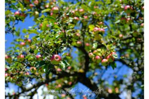 Foto Bedeutung im Auge des Betrachters - Apfelbaum