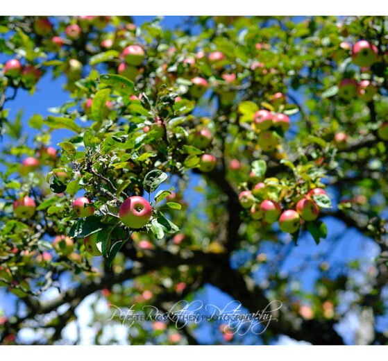 Foto Bedeutung im Auge des Betrachters - Apfelbaum