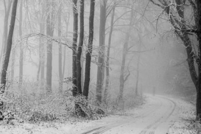 Nebliger Winterwald - Foto: Frank Seeber - *fotowissen Bild der Woche