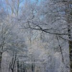 Winterfoto mit Fujifilm GFX 50s