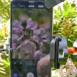 Pflanzenfotografie für Einsteiger und Fortgeschrittene - iPhone mit Makroobjektiv (Klemme)