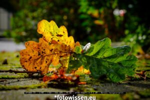 Herbst fotografieren - Editorial zum 19. September 2021