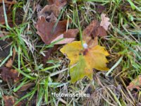 Herbst Bilder mit dem iPhone 20211110-0001