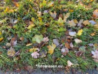 Herbst Bilder mit dem iPhone 20211110-0006
