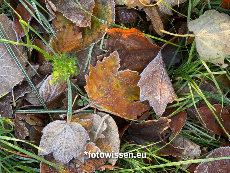 Herbst Bilder mit dem iPhone 20211110-0008