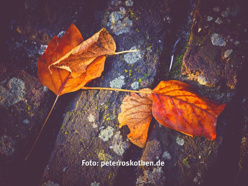 Entspannt im Herbst fotografieren – 10 Ideen Herbstfotos - Herbstfotografie