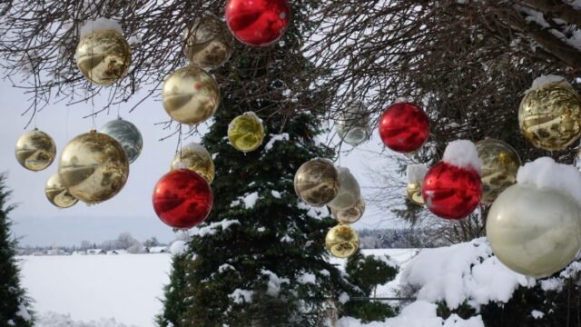 Weihnachtsbaum - Foto Roland Gosebruch - *fotowissen Bild der Woche