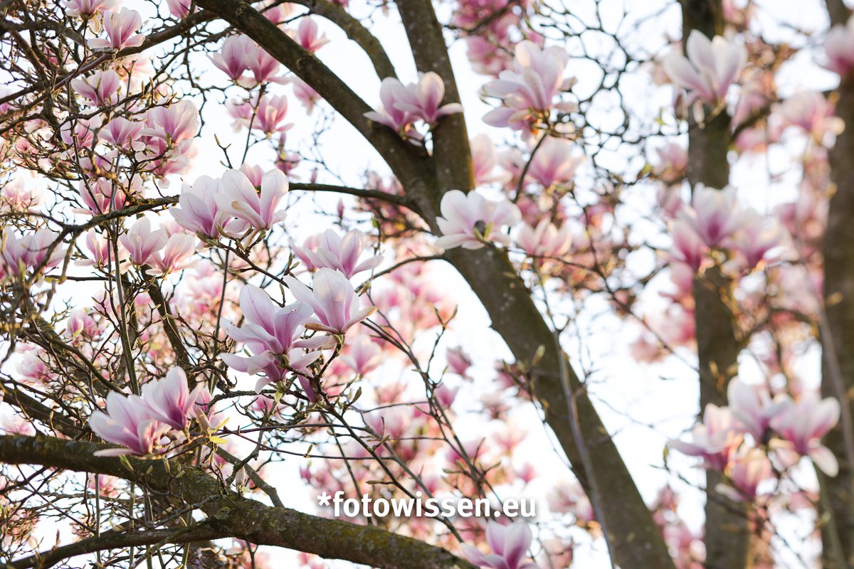 Baumblüte Magnolie