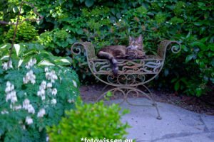 Foto Katze im Frühling - Fiffy im blühenden Garten