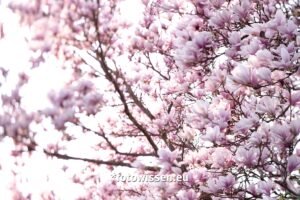 Magnolie Fotos im Frühjahr - Schöne Frühlingsfotos belichten ganz einfach