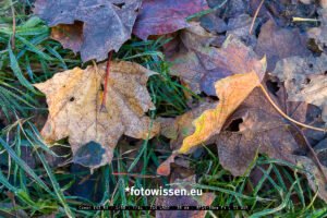 Der verlorene fotografische Herbst